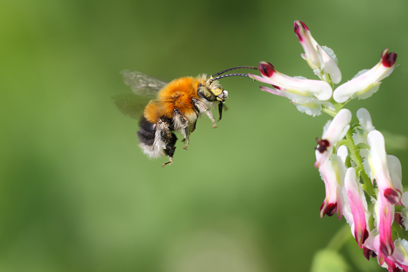 Habropoda tarsata (Apidae Anthophorinae)